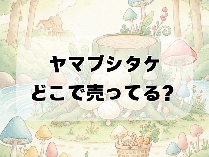 ヤマブシタケどこで売ってる259 (2)