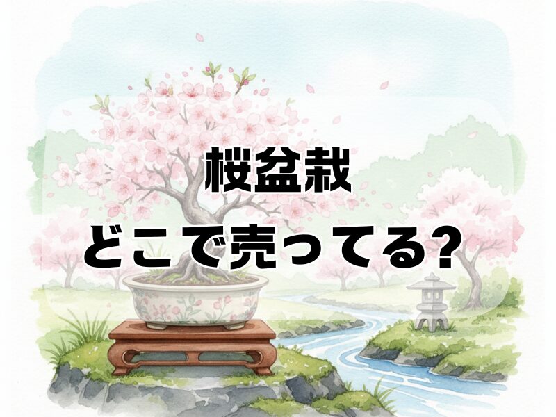 桜盆栽 どこで売ってる