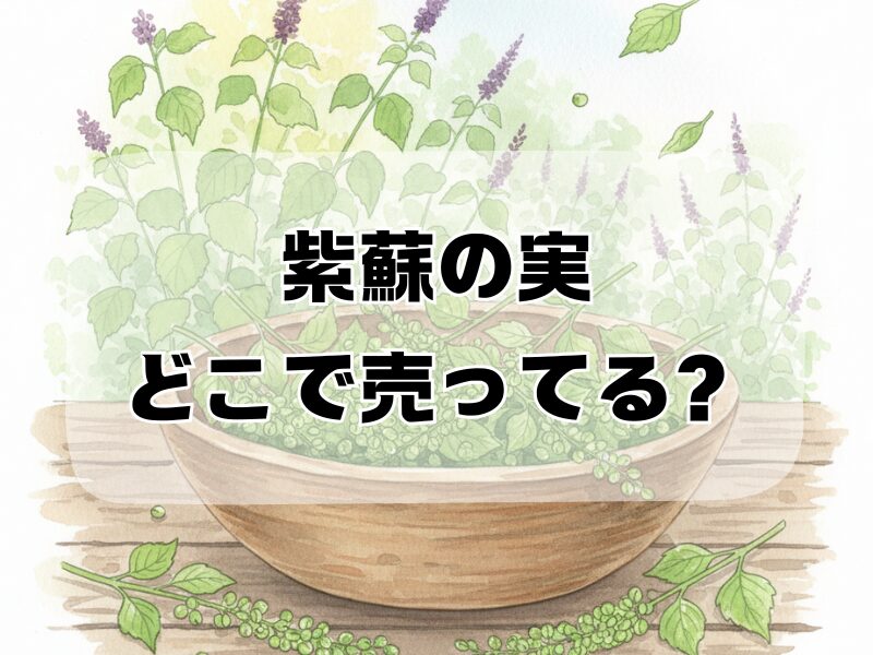紫蘇の実 どこで売ってる